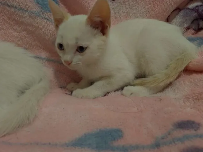 Gato ra a SRD idade 2 a 6 meses nome Maggie e Diana 