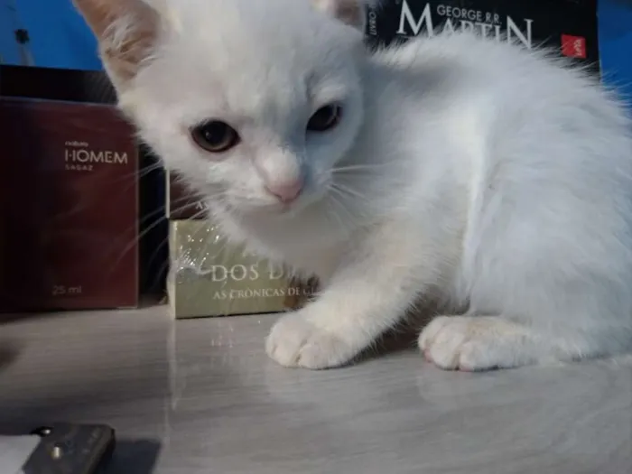Gato ra a SRD idade 2 a 6 meses nome Maggie e Diana 