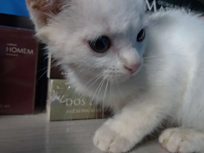 Gato ra a SRD idade 2 a 6 meses nome Maggie e Diana 