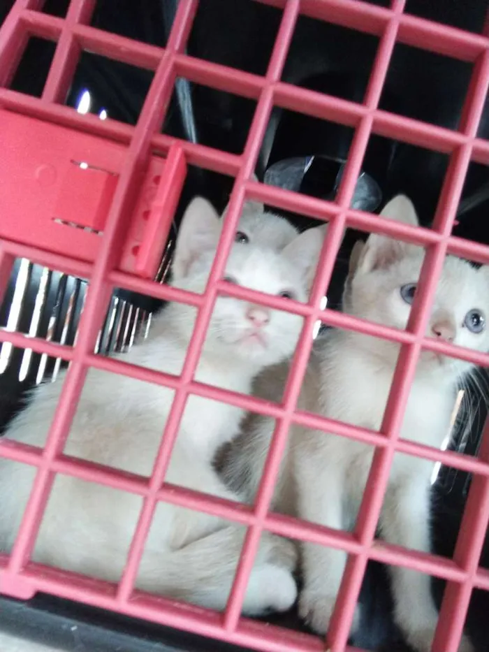 Gato ra a SRD idade 2 a 6 meses nome Maggie e Diana 