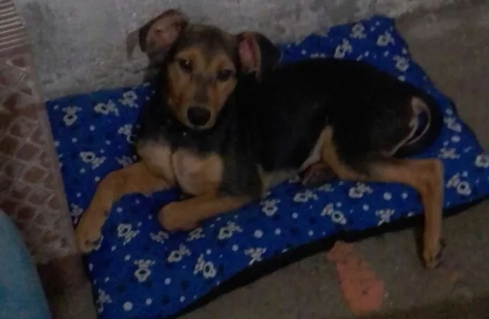 Cachorro ra a Mistico idade 1 ano nome Tom