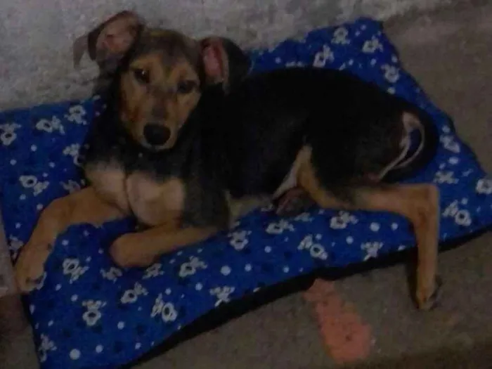 Cachorro ra a Mistico idade 1 ano nome Tom