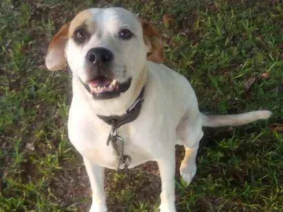 Cachorro raça Indeterminado idade 5 anos nome Guará