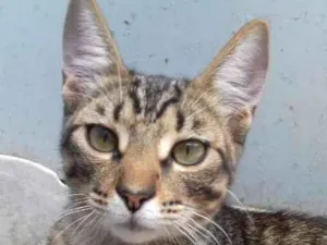 Gato raça SRD idade 7 a 11 meses nome Miau
