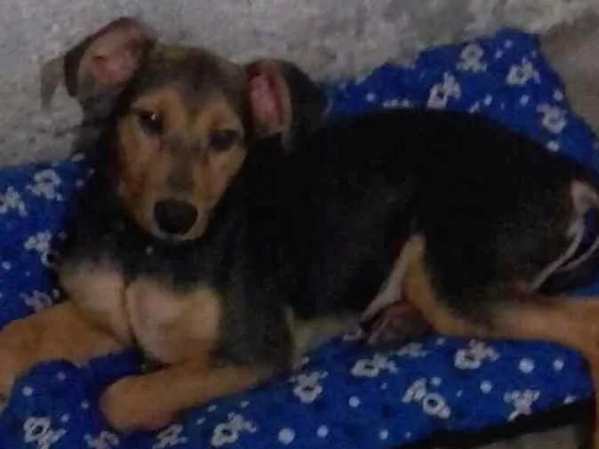 Cachorro ra a Mistico idade 1 ano nome Tom