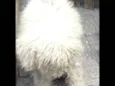 SUZI