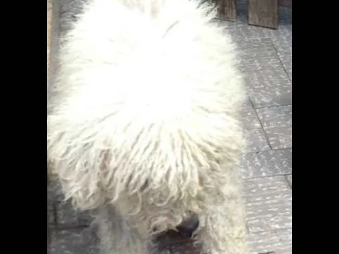 Cachorro ra a PUDOL idade 1 ano nome SUZI