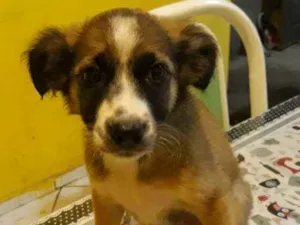 Cachorro raça  idade 2 a 6 meses nome lola