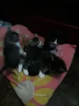 Gatinhos Filhotes