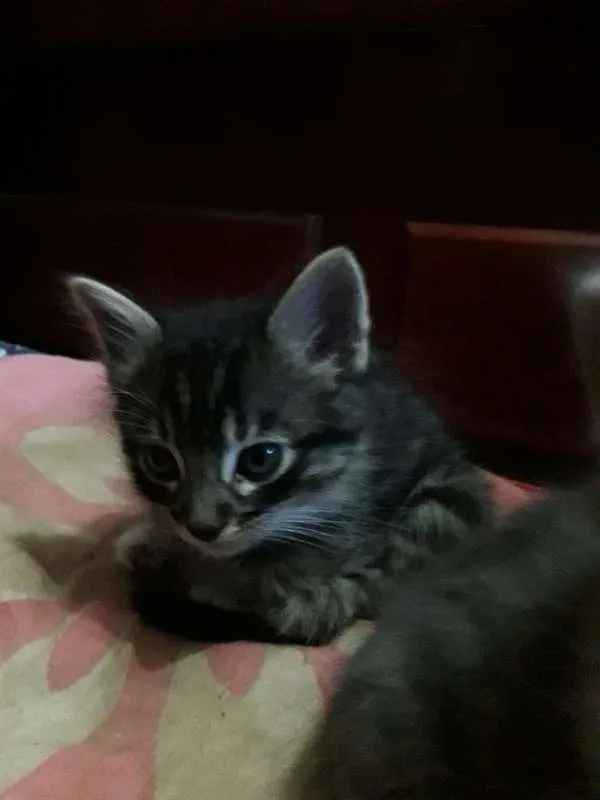 Gato ra a SRD idade 2 a 6 meses nome Gatinhos Filhotes