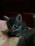 Gatinhos Filhotes