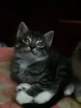 Gatinhos Filhotes