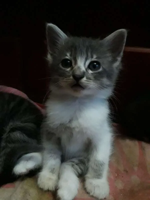 Gato ra a SRD idade 2 a 6 meses nome Gatinhos Filhotes