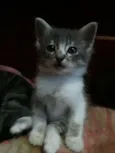 Gatinhos Filhotes