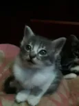 Gatinhos Filhotes