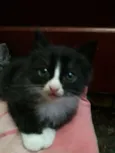 Gatinhos Filhotes