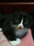 Gatinhos Filhotes