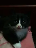 Gatinhos Filhotes