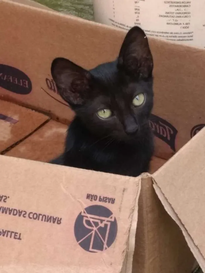 Gato ra a Srd idade 2 a 6 meses nome Serena