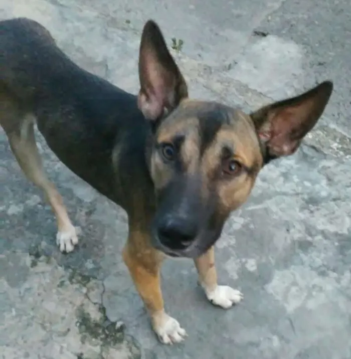 Cachorro raça SRD idade 1 ano nome Lobinho