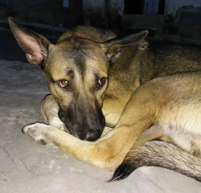 Cachorro raça SRD idade 1 ano nome Lobinho