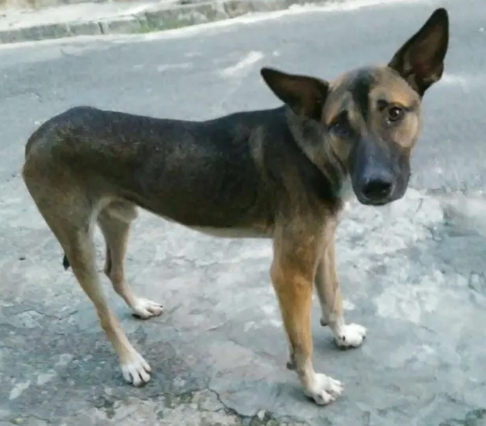 Cachorro raça SRD idade 1 ano nome Lobinho