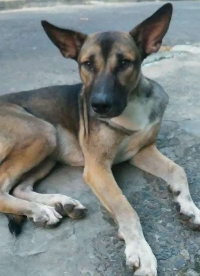Cachorro raça SRD idade 1 ano nome Lobinho