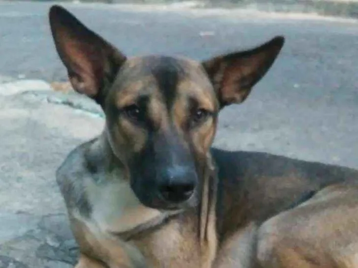Cachorro raça SRD idade 1 ano nome Lobinho