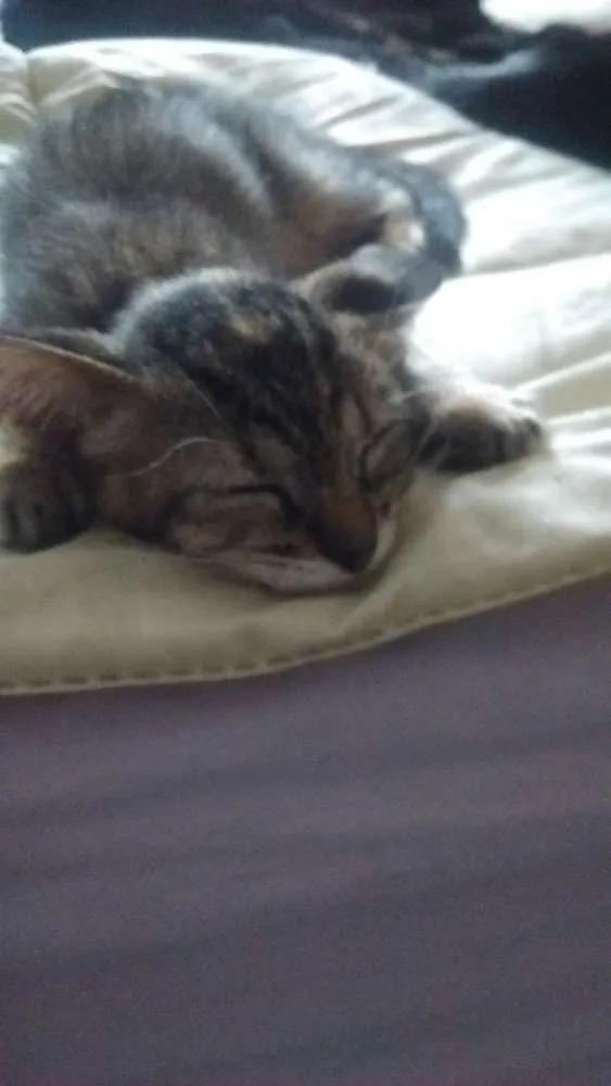 Gato ra a Srd idade Abaixo de 2 meses nome Sem nome