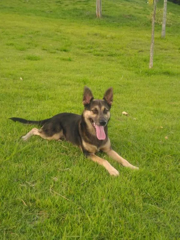 Cachorro ra a Misto-Pastor idade 1 ano nome Ferrugem