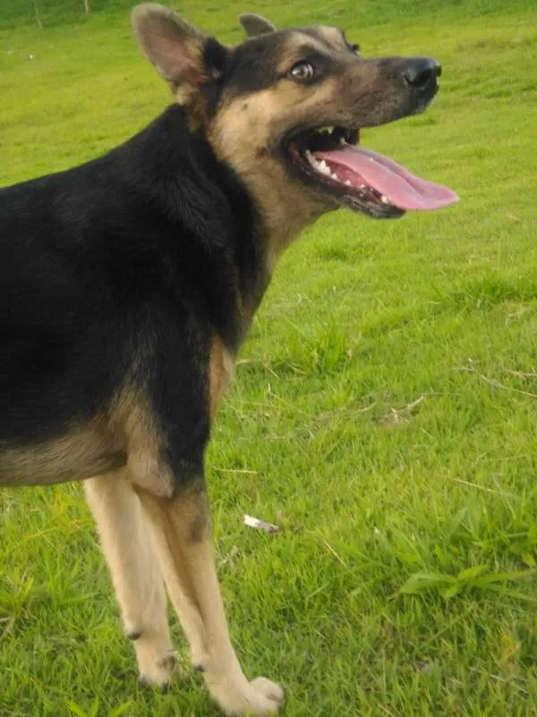 Cachorro ra a Misto-Pastor idade 1 ano nome Ferrugem