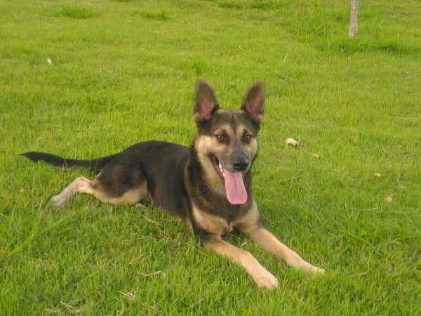 Cachorro ra a Misto-Pastor idade 1 ano nome Ferrugem