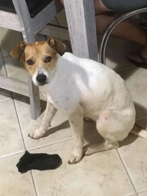 Cachorro ra a Sem Raça Definida idade 1 ano nome Fiora