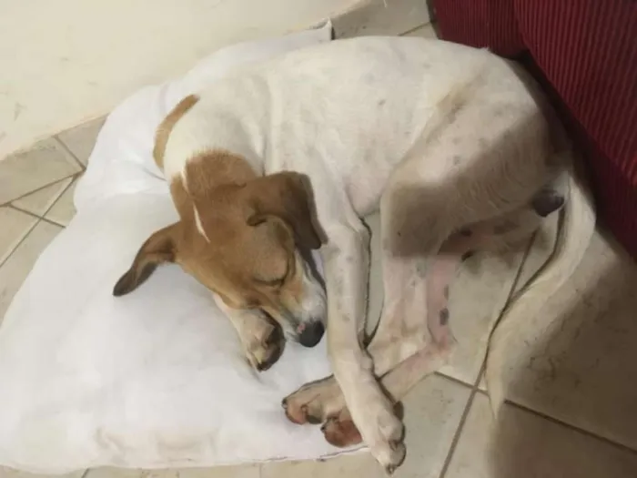 Cachorro ra a Sem Raça Definida idade 1 ano nome Fiora