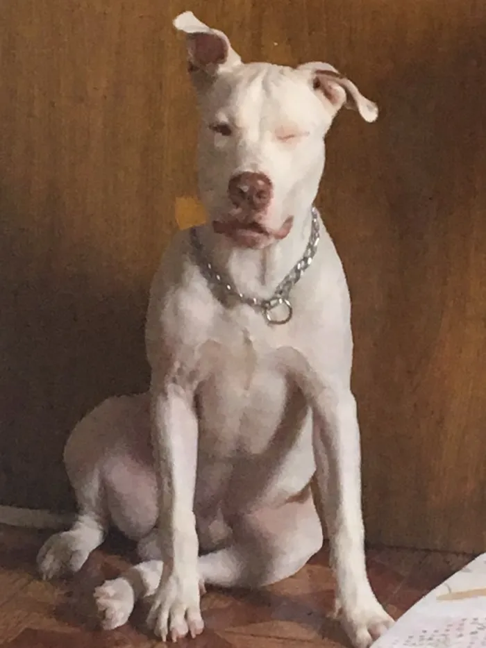 Cachorro raça Pitbull  idade 7 a 11 meses nome Kevin