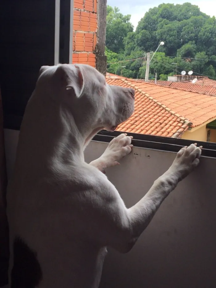 Cachorro raça Pitbull  idade 7 a 11 meses nome Kevin