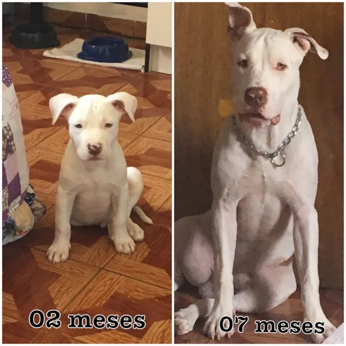 Cachorro raça Pitbull  idade 7 a 11 meses nome Kevin