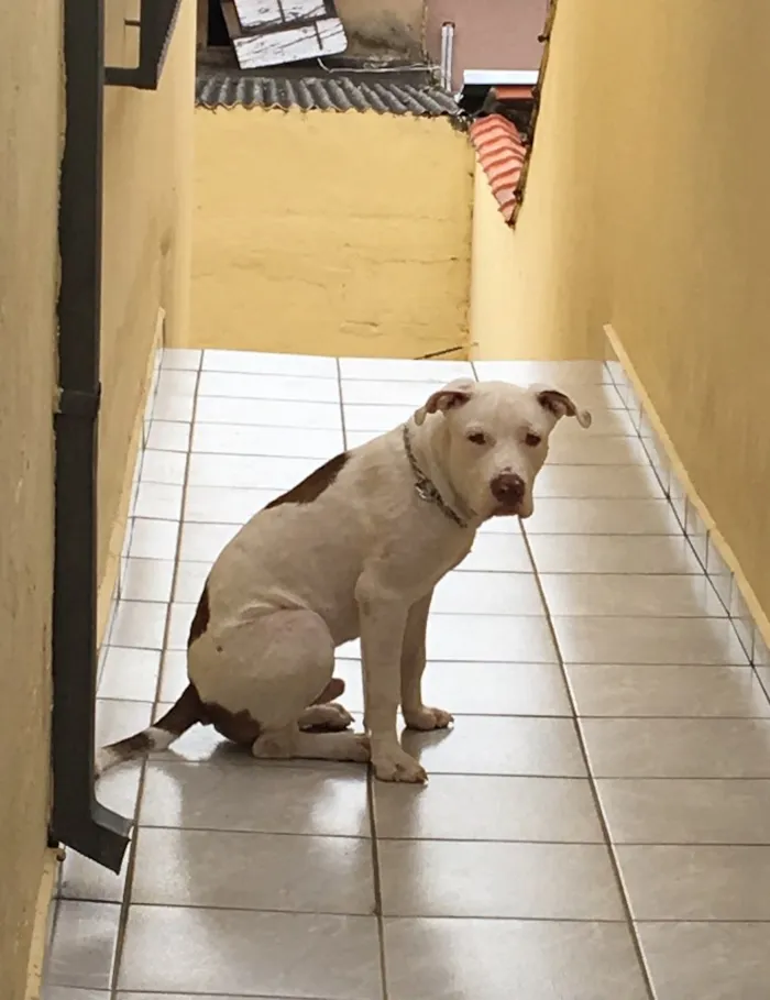 Cachorro raça Pitbull  idade 7 a 11 meses nome Kevin