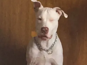 Cachorro raça Pitbull  idade 7 a 11 meses nome Kevin