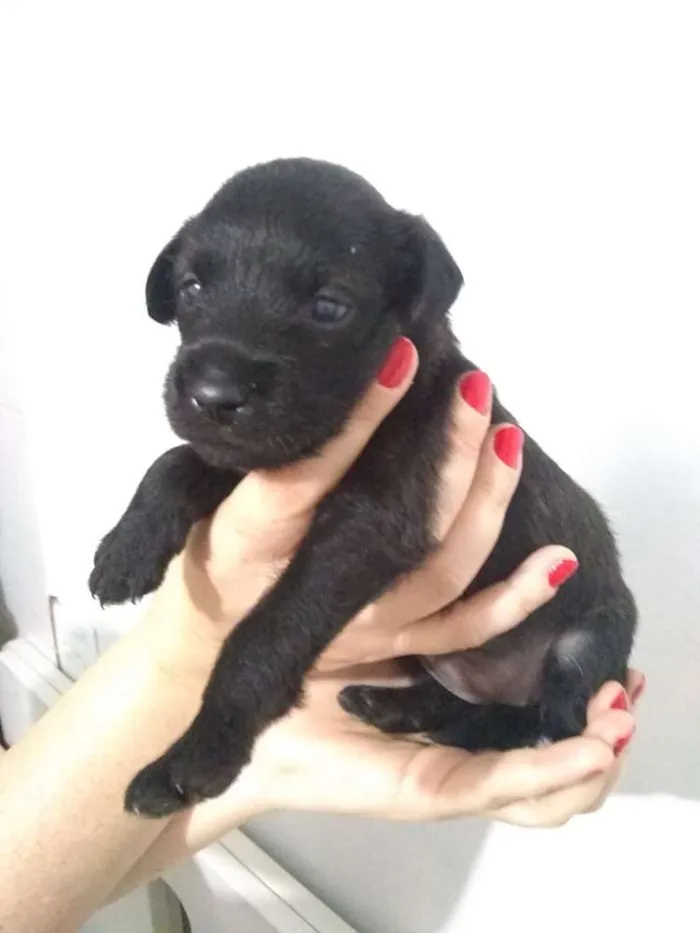 Cachorro ra a Vira lata idade 2 a 6 meses nome Mary
