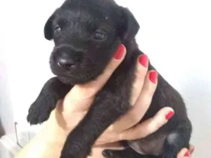 Cachorro raça Vira lata idade 2 a 6 meses nome Mary