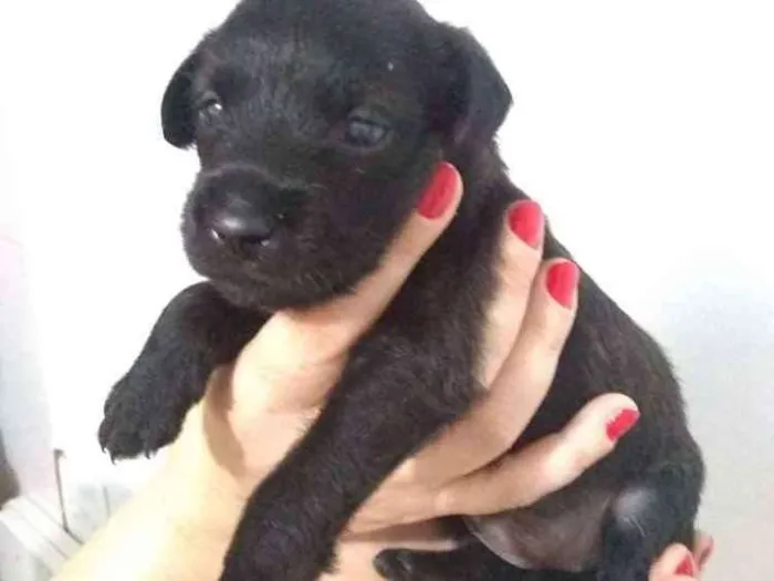 Cachorro ra a Vira lata idade 2 a 6 meses nome Mary