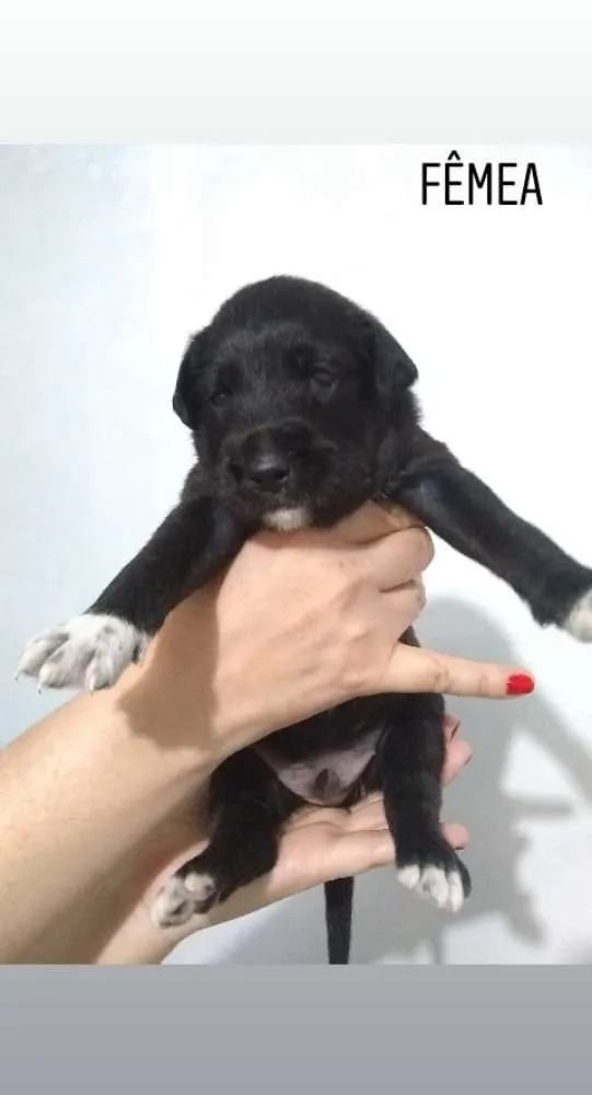 Cachorro ra a Vira lata idade 2 a 6 meses nome Anna