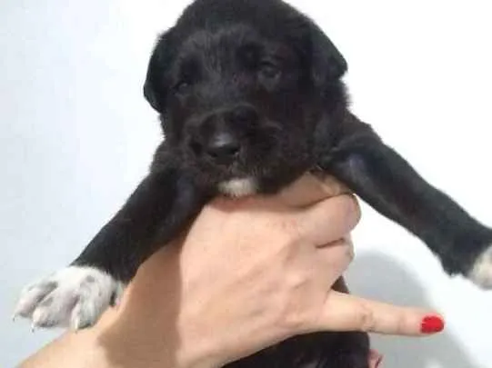 Cachorro ra a Vira lata idade 2 a 6 meses nome Anna