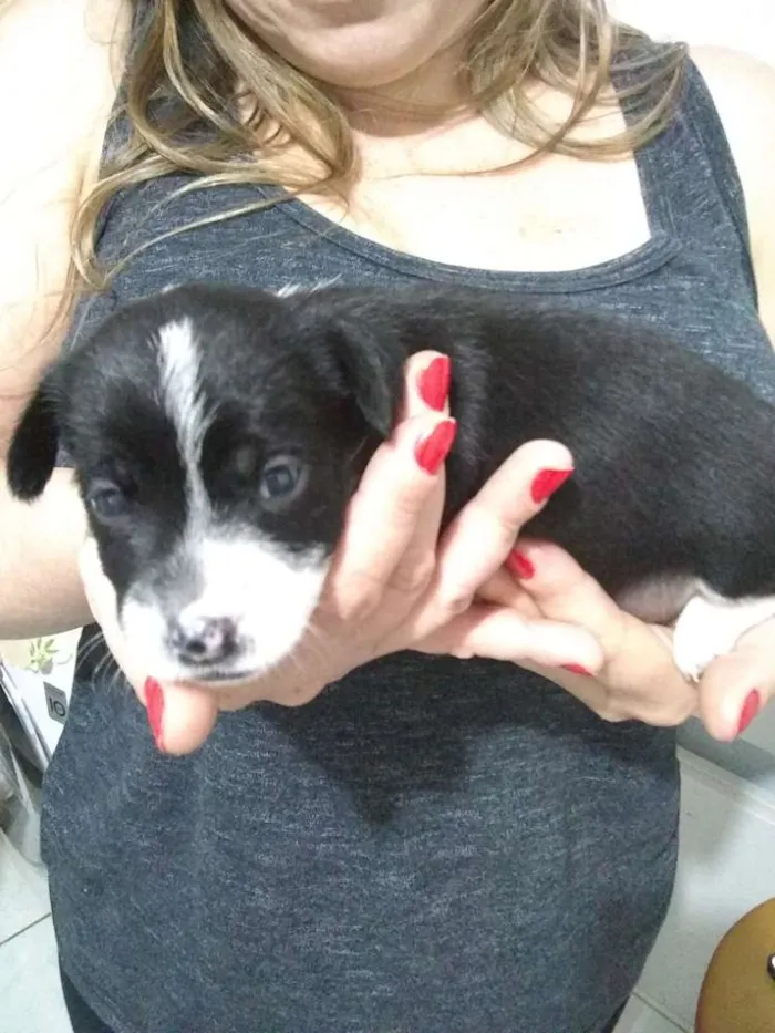 Cachorro ra a Vira lata idade 2 a 6 meses nome Becky