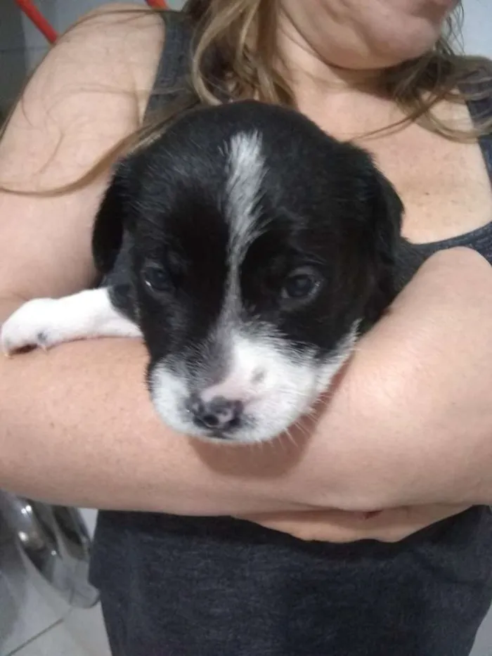 Cachorro ra a Vira lata idade 2 a 6 meses nome Becky
