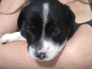 Cachorro raça Vira lata idade 2 a 6 meses nome Becky