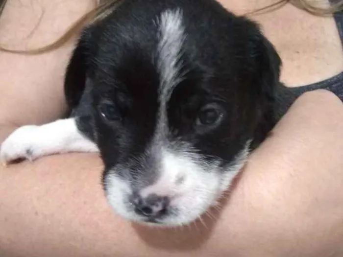 Cachorro ra a Vira lata idade 2 a 6 meses nome Becky
