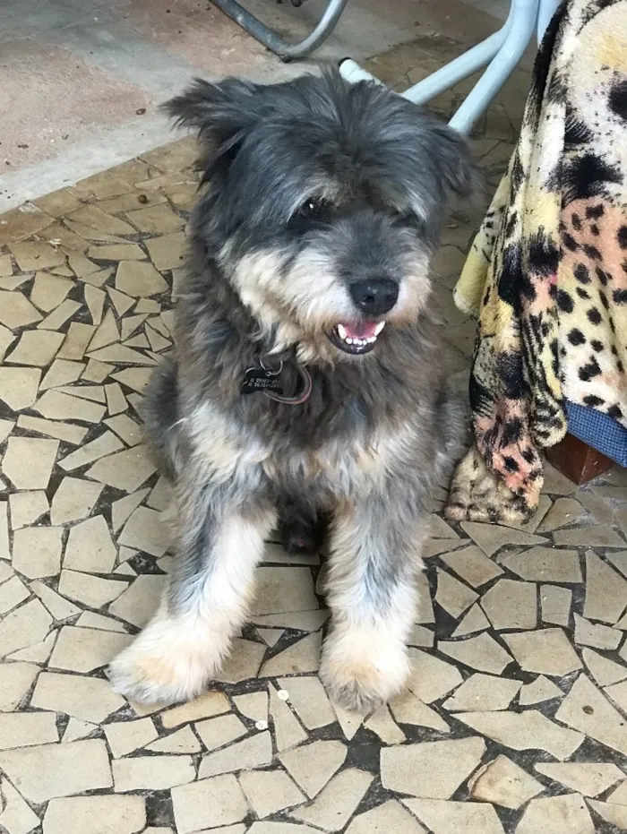 Cachorro ra a Srd idade  nome Mellow