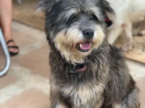 Cachorro raça Srd idade  nome Mellow